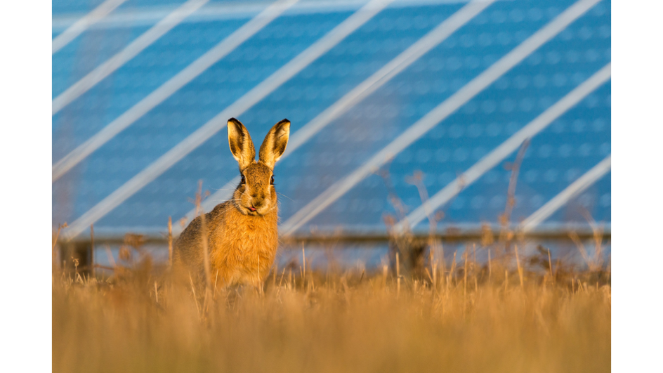 All Decks Cleared For UK’s Largest Solar Park