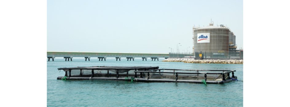 Bahrain Tender For Over 5 MW Solar Farm