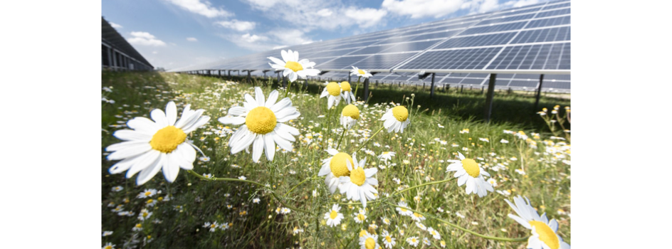 PPA For Germany’s ‘Largest’ Solar Farm