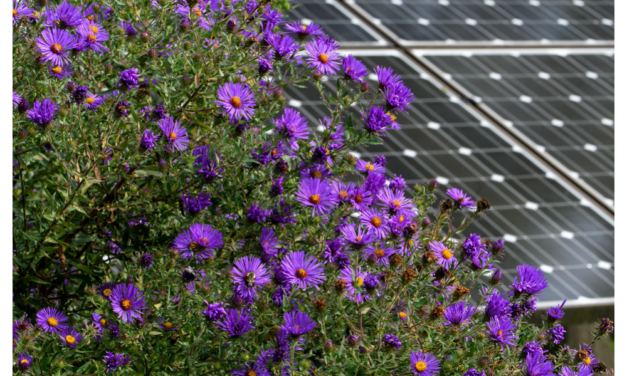 Danish Energy Company Expands To UK Solar Market