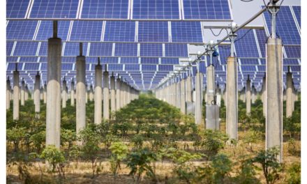 US Solar Industry Conducting Agrivoltaics Research